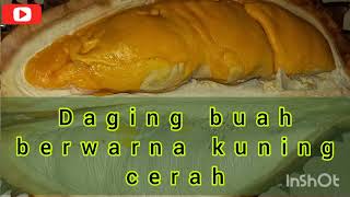 Durian bunga merah bayusamudrajember9885 [upl. by Polloch]