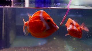 Australian White Barred Boxfish Eating  1000 FISH [upl. by Catriona637]