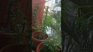 man jitna bhi kharab ho Barish ki 1bundo she khush ho jatahai 🥰☺ytshorts vairalshort ytshorts [upl. by Curzon]