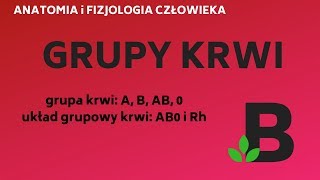 Grupy krwi grupa A B AB 0 Rh Rh  układ krwionośny  KOREPETYCJE z BIOLOGII  247 [upl. by Eiger537]