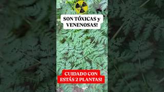 ☢️ CUIDADO Estás 2 Plantas Tóxicas podrían Matarte [upl. by Deste]