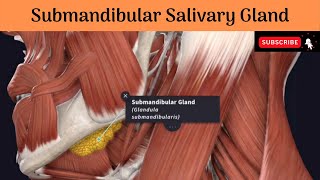 Submandibular Salivary Gland  Parts  Relations  Duct amp Relations Nerve Supply Clinical anatomy [upl. by Arnaud]