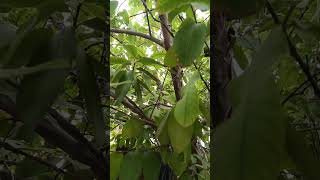 Guava plant Psidium guajava [upl. by Noral82]