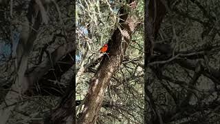 Spotted a vibrant Vermilion flycatcher in Tucson of all places [upl. by Acinod]