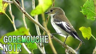 GOBEMOUCHE NOIR 1ère année [upl. by Ecitsuj]