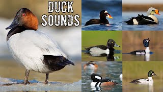 Duck Noises amp Duck Identification [upl. by Aryad]