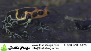 Thumbs Up for Thumbnail Dart Frogs [upl. by Erle]