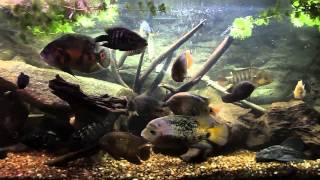 American cichlid tank 1053 lts [upl. by Sacci]