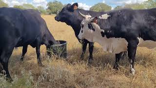 Dewormer amp Fly Treatment On Cattle [upl. by Helbon896]