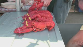 Rockland Lobster Festival About 1500 lobster rolls sold in just one day [upl. by Noryb]