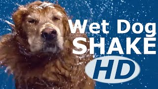 Dog Shaking Water Off  Dog Shaking Water Off Slow Motion  Dog Shaking Water Off Sound Effect HD [upl. by Elburt895]