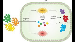 Metabolism Anabolism and Catabolism [upl. by Eesdnyl]