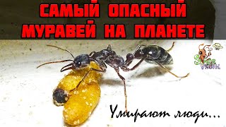 Муравейбульдог с нуля до первых коконов ● Myrmecia pyriformis [upl. by Ynhoj]