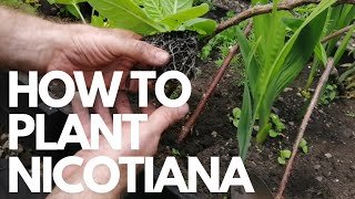 How to plant nicotiana [upl. by Bardo]