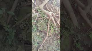 Chittagong Tour  Sitakunda  Chandranath Hill  Monkeys in All Sides [upl. by Nnayt458]