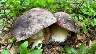 LA STORIA INFINITABEAUTIFUL MUSHROOMSTOP FUNGHI PORCINI 2024 [upl. by Fabi]