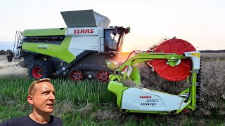 Høsten 2024  Claas Lexion 8900 høster raps hos Christiansminde Multisite  Dansk Høst 2024 [upl. by Abeh]