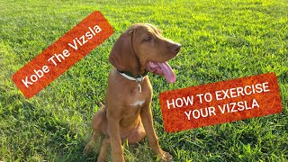 How To Exercise A VIZSLA Puppy [upl. by Rosa]