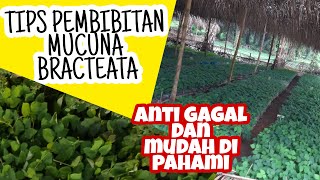 TIPS PEMBIBITAN MUCUNA BRACTEATA BELAJARBERSAMA2 [upl. by Albers]