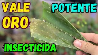 Insecticida Con Aloe Vera Fácil de Hacer  Vale Oro  Huerto Citadino [upl. by Tiossem]