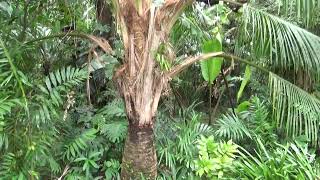 Beccariophoenix fenestralis Looking Good at Fairchild [upl. by Pas]