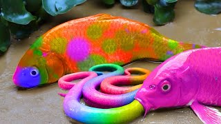 Fish funny video 💕 Funny genetically modified RAINBOW Koi fish  Loach fish trap  Stop Motion ASMR [upl. by Marc]