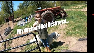 Deer ate my orchard Goats ate my tractor [upl. by Loggins]