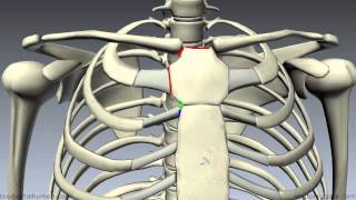 Sternum  3D Anatomy Tutorial [upl. by Dewitt480]