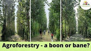 Is agroforestry of Poplar trees beneficial in permaculture [upl. by Halyk]