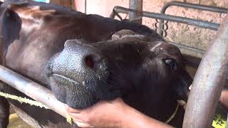 Deworming in Dairy Cattle [upl. by Ahseket]