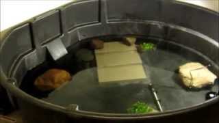 300 gallon Snapping turtle cage setup [upl. by Norag]