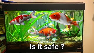 Can you keep koi fish in an Aquarium tank [upl. by Nahraf661]