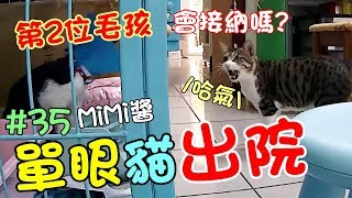 『單眼貓出院』迎接第2位毛孩幸福白色情人節 Cat Story35 [upl. by Gibun327]