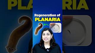 Regeneration of Planaria neetbiology riturattewal neet2025 neetbiologypreparation [upl. by Cullie]