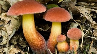 Foraging Boletus sensibilis and Boletus bicolor [upl. by Oalsinatse]