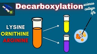 Amino Acid Decarboxylation Test  Microbiology Lab [upl. by Wimsatt676]