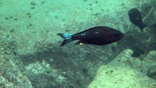 Nkondwe Island Ophthalmotilapia boops Lake Tanganyika [upl. by Ramel]