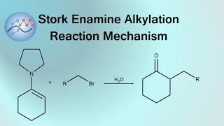 Stork Enamine Alkylation Mechanism  Organic Chemistry [upl. by Rusell846]