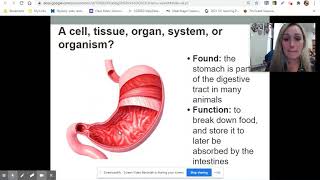 Cell Tissue Organ System Organism [upl. by Yorgerg]