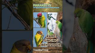 Plum Headed Parakeets Rare SINGING behaviour [upl. by Ragland842]