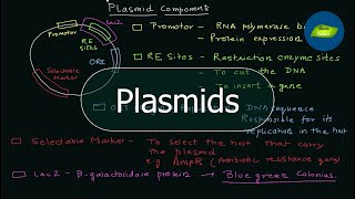 Plasmid  Components of a Plasmid  PET vectors  Genetic Engineering  Basic Science Series [upl. by Asseneg]