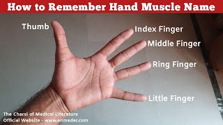 How to Remember Hand Muscle Name  Upper Limb Anatomy  TCML [upl. by Worthington50]