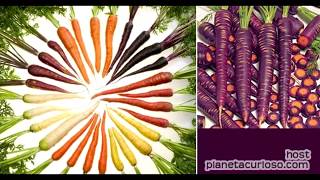 Modificacion genetica en las frutas verduras y vegetales [upl. by Charlie]