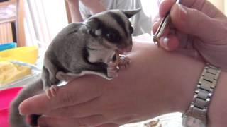 Le repas dAlvina le phalanger volant  sugar glider [upl. by Ikkim]