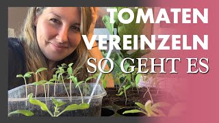 Tomaten PIKIEREN 🍅🌱 so klappt es mit der Vereinzelung eurer Anzucht  meine Tipps und Tricks [upl. by Lawton504]