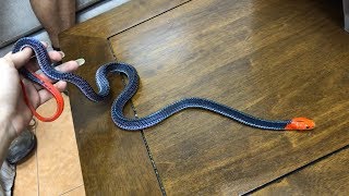 Red Headed Krait Bungarus flaviceps takes a stroll on my lap [upl. by Octave]