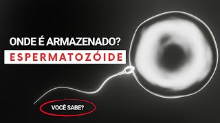 Onde o Espermatozoide é Armazenado  Tudo o que você Precisa Saber [upl. by Dosia]