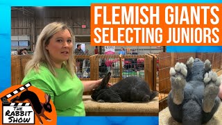 Flemish Giants Selecting Juniors by Ashley Sloan [upl. by Ayekahs722]