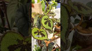 Proven Winners Houseplants  What’s New for 2024 plants houseplants [upl. by Einnej]