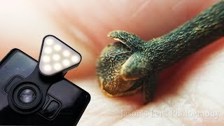 Incredible Macro Lens for 8  Samsung Galaxy Note 8 Plus  Miniso review [upl. by Aed]